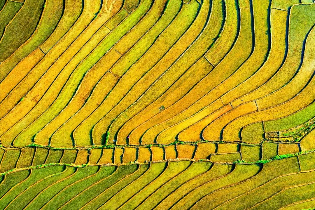 在印度做的这场实验，，适合中国吗？丨加拿大pc28预测头脑力夏日论坛