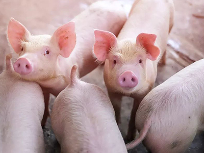 加拿大pc28预测(中国)官方网站