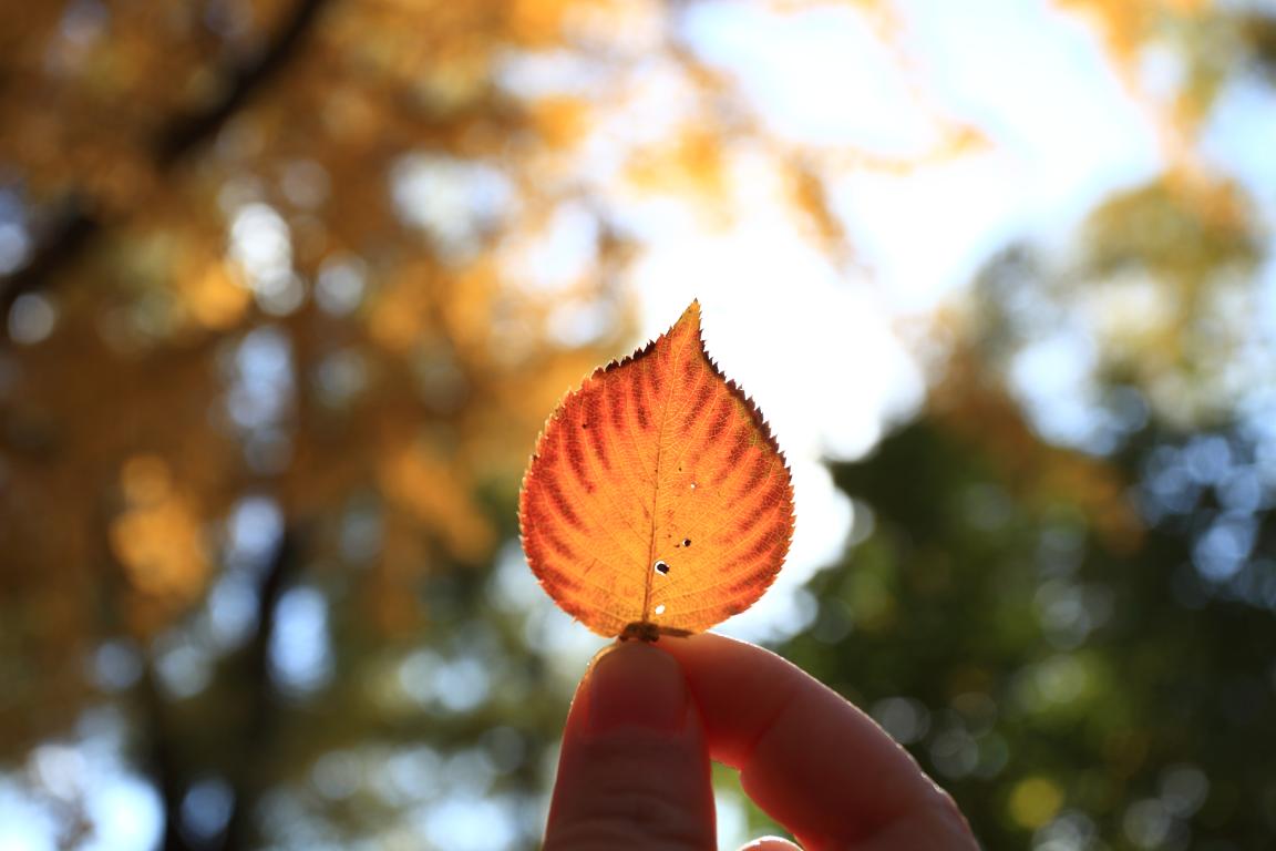 北大加拿大pc28预测MPAcc为何能获评A+效果？？？—校友风范（Ⅱ）